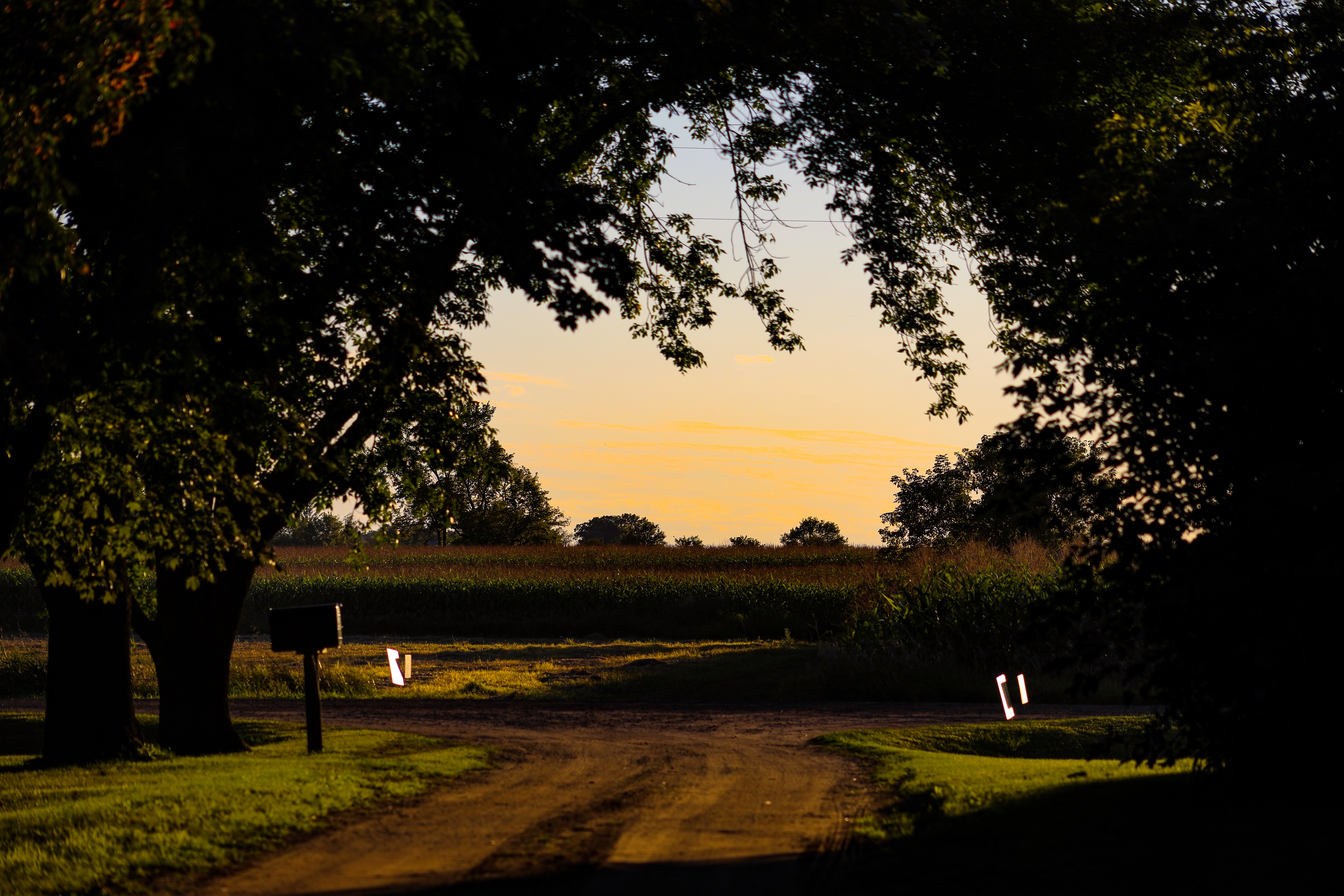 A Cathedral of Trees
