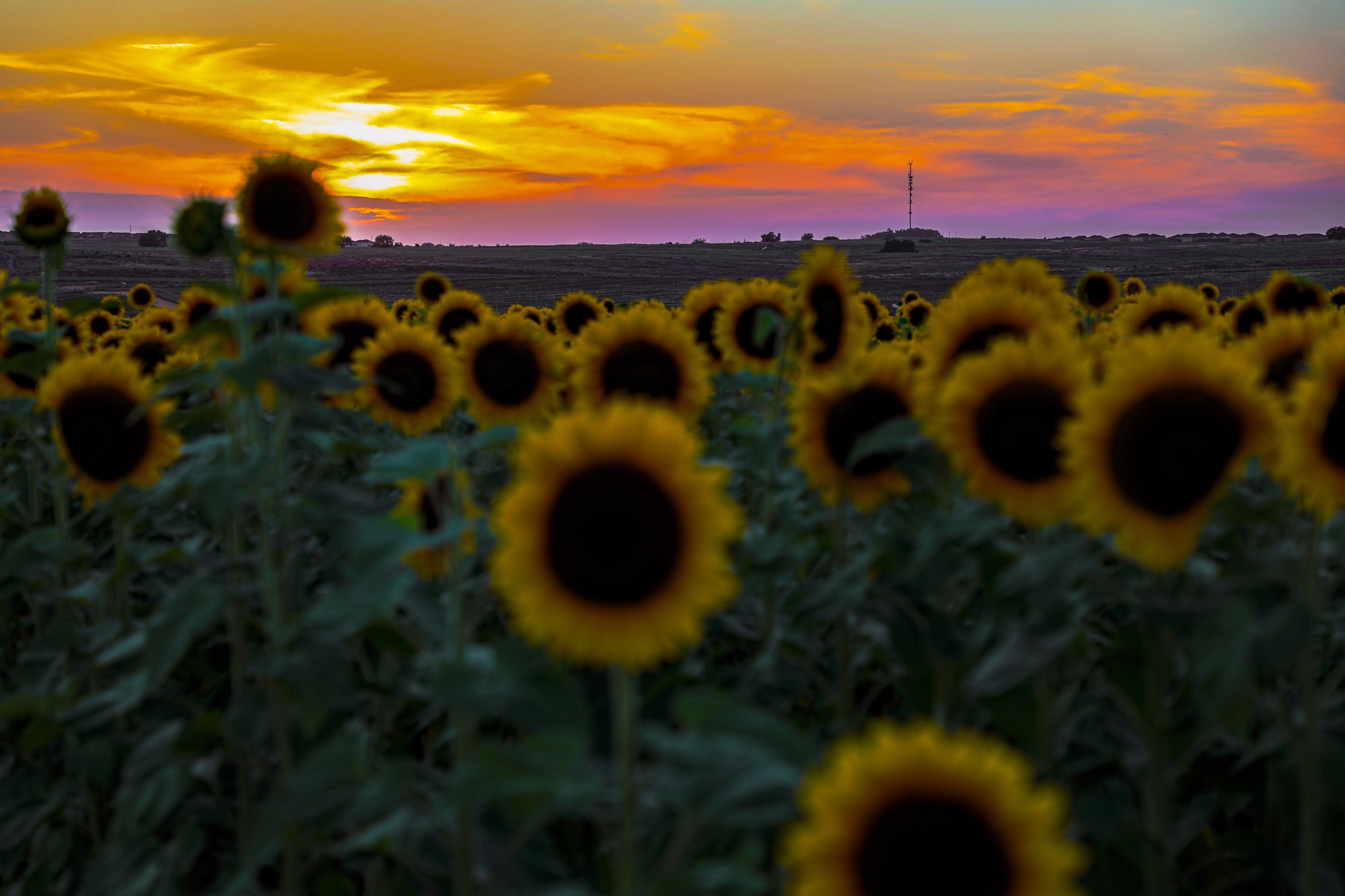 Bloom even in the Darkness
