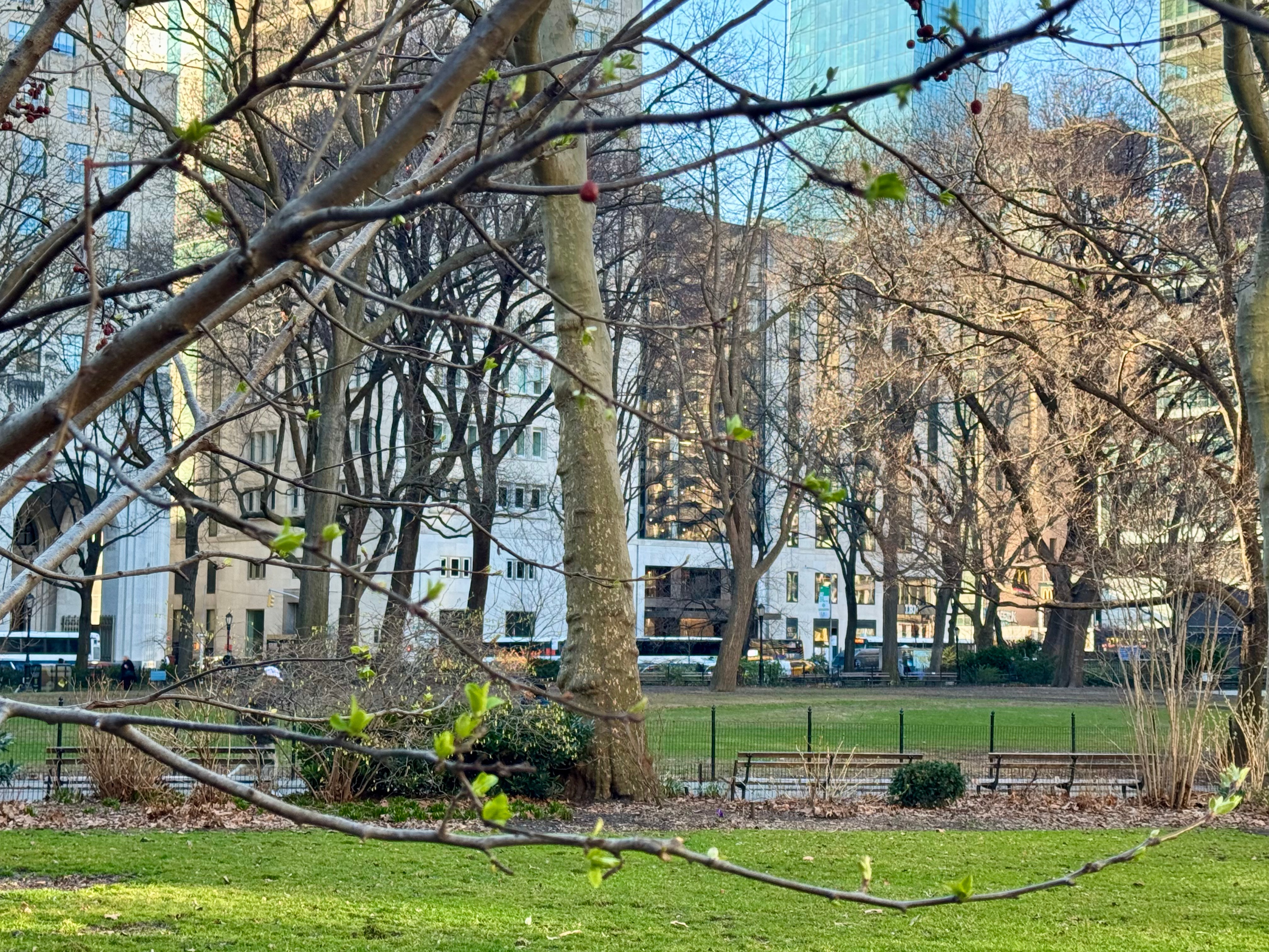 Looking for Spring in the City